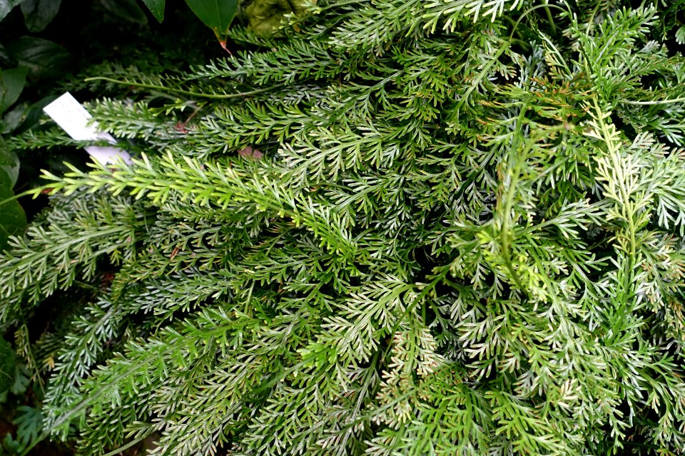 Asplenium prolongatum - Botanischer Garten - Heidelberg, Germany - DSC00998