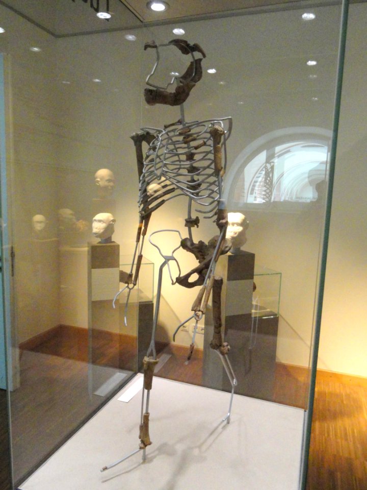 Australopithecus afarensis (Lucy) cast - Naturmuseum Senckenberg - DSC02089