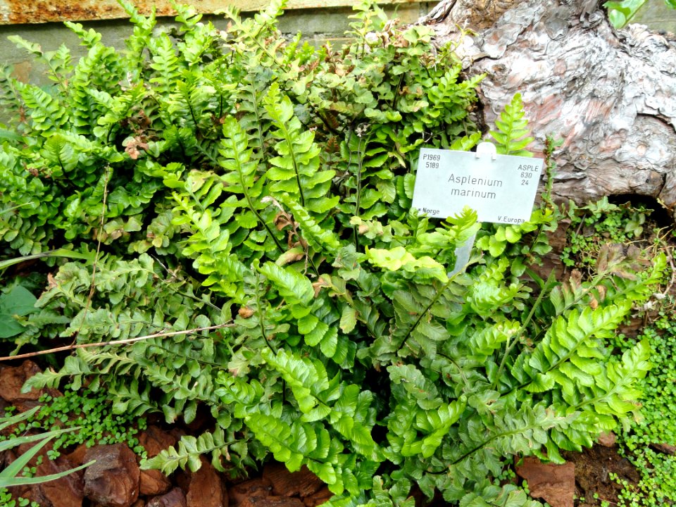 Asplenium auritum - Copenhagen Botanical Garden - DSC07985