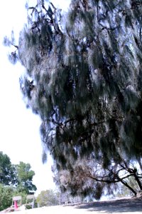 Australian pine tree Shoreline Park Mountain View California IMG 2909