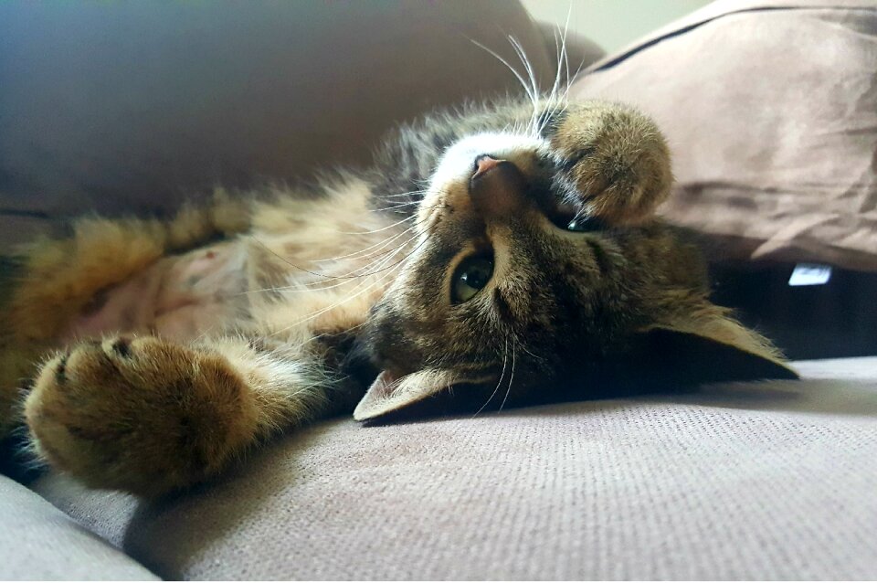 Laziness rest relax