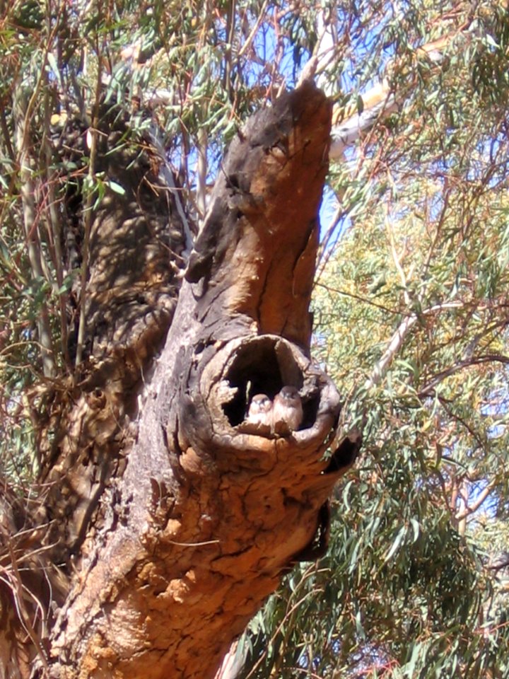 Australian Kestrel nestlings