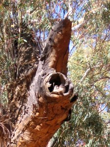 Australian Kestrel nestlings