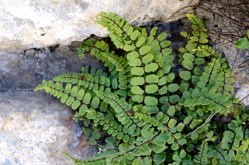 Asplenium trichomanes Mauer