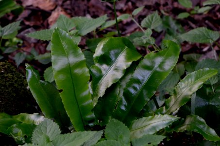 Asplenium scolopendrium leaves