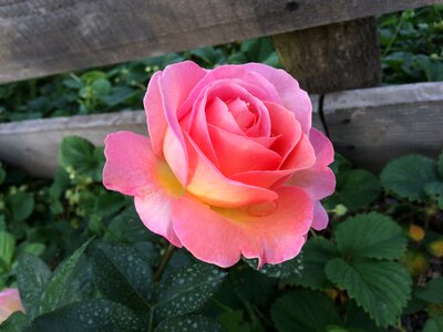 Bloom garden roses perfect bloom