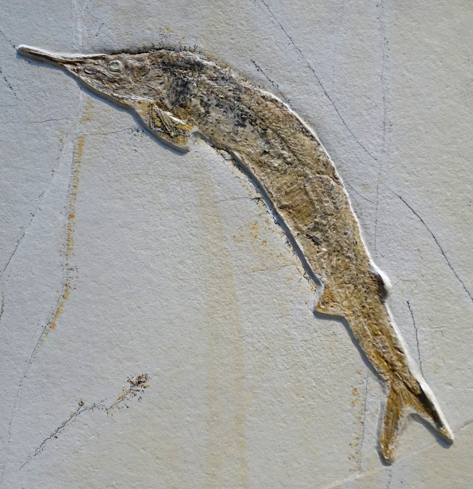 Aspidorhynchus acutirostris, view 2 - Museum fur Naturkunde, Berlin - DSC00005
