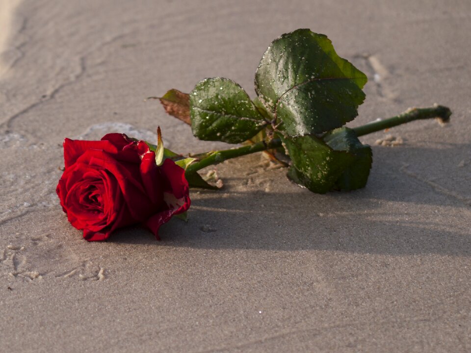 Rose sand flower