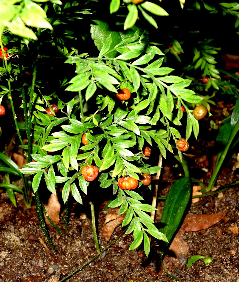 Asparagus simulans - Botanischer Garten, Dresden, Germany - DSC08579