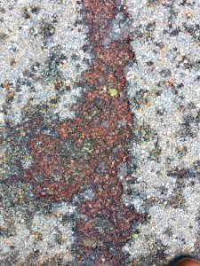 Asphalt - Arlington, MA - 02