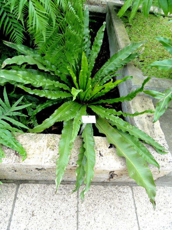 Asplenium antiquum - Botanischer Garten Freiburg - DSC06284