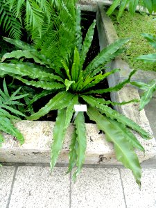 Asplenium antiquum - Botanischer Garten Freiburg - DSC06284