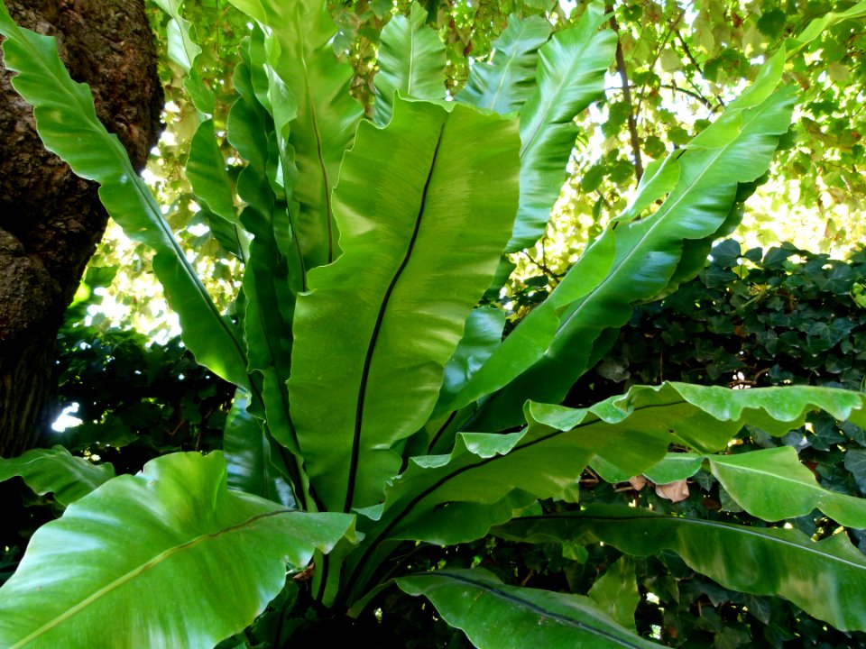 Asplenium australasicum
