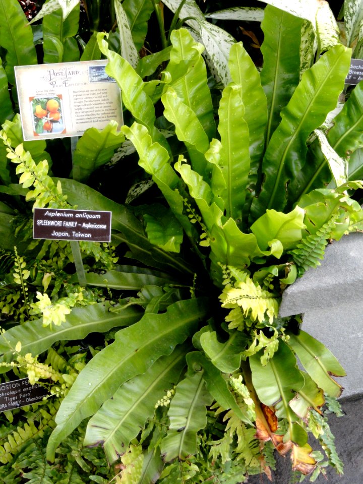 Asplenium nidus (Asplenium antiquum) - United States Botanic Garden - DSC09502