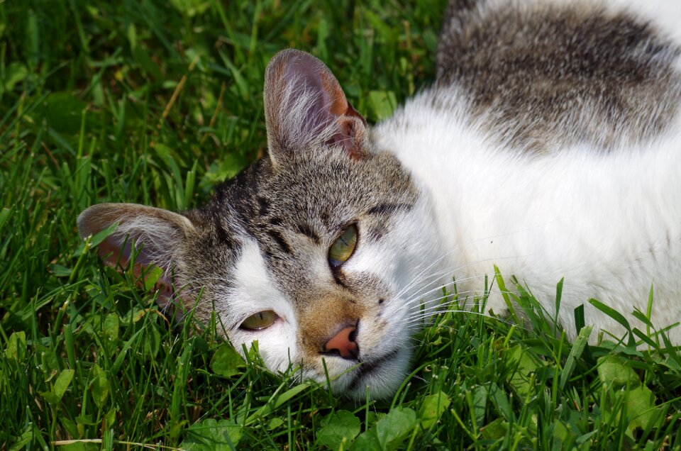 Cat strakatá rest