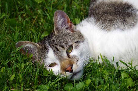 Cat strakatá rest photo