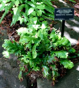 Asplenium scolopendrium 'Kaye's Lacerated' - VanDusen Botanical Garden - Vancouver, BC - DSC07108
