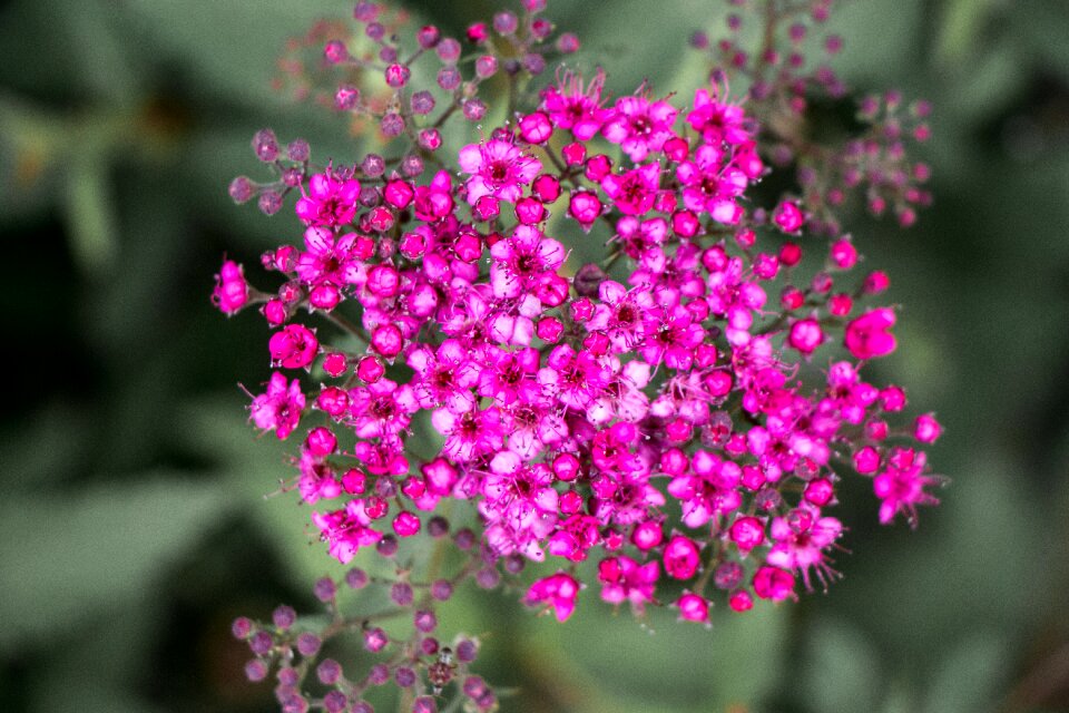 Blossom pink white