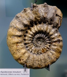 Aspidocera hirsutum, Ammonit, Villiers-sur-mer, France - Museum fur Naturkunde, Berlin - DSC09985