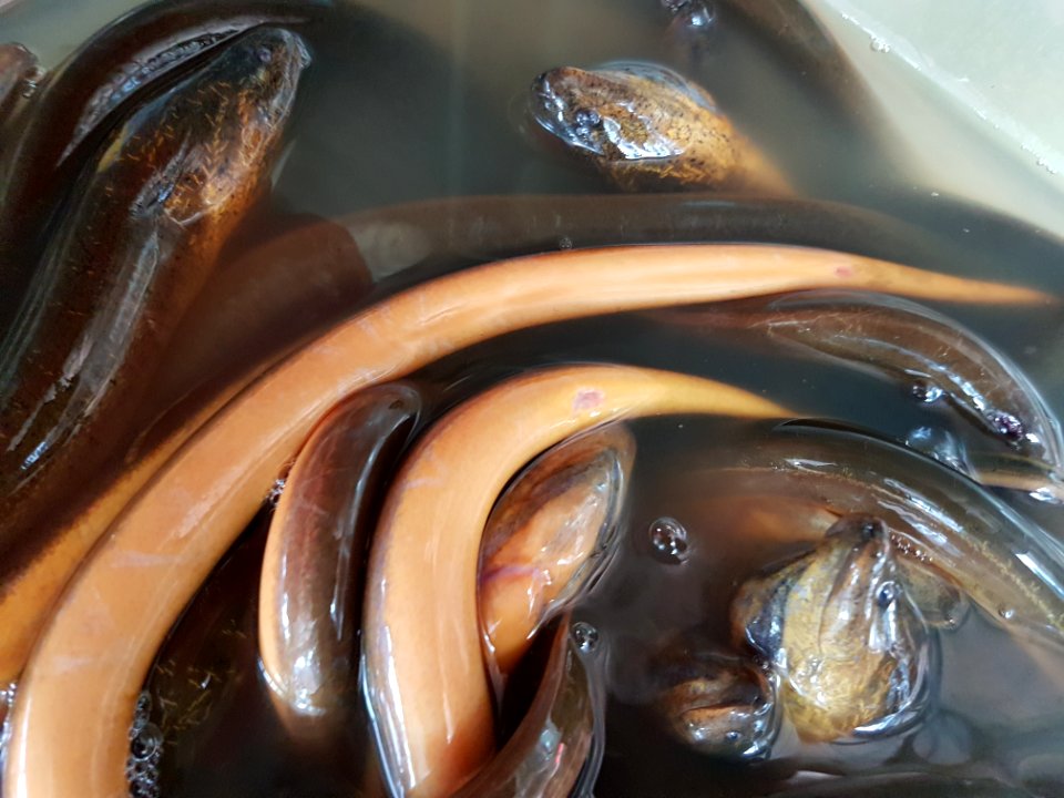 Asian swamp eel (Monopterus albus) at a restaurant in Mindanao, Philippines 02