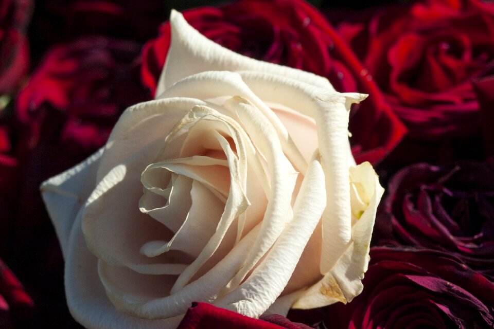 Red love wedding