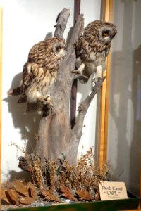 Asio flammeus - Southern Vermont Natural History Museum - DSC08514