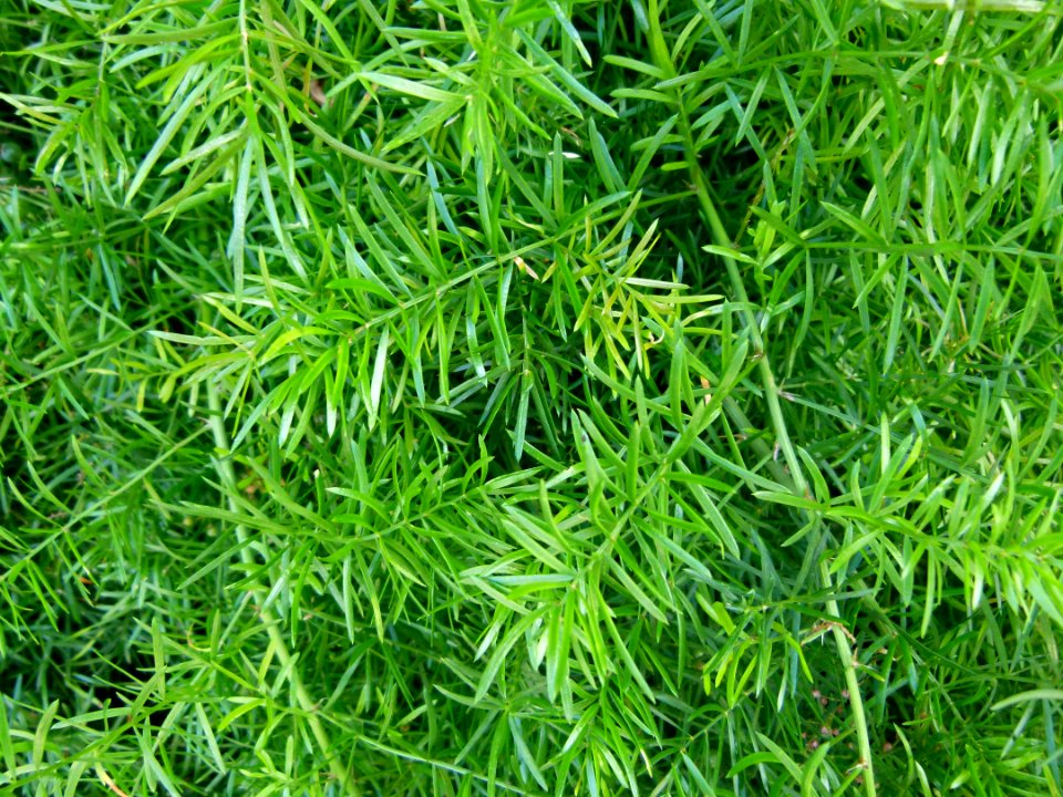 Aspargus spengeri