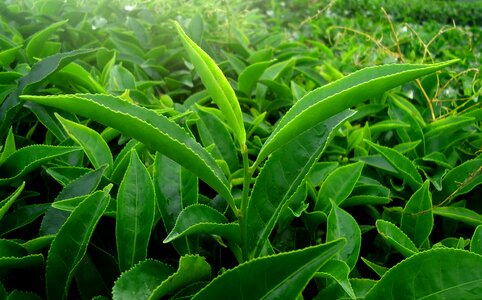 Tea kerala india photo