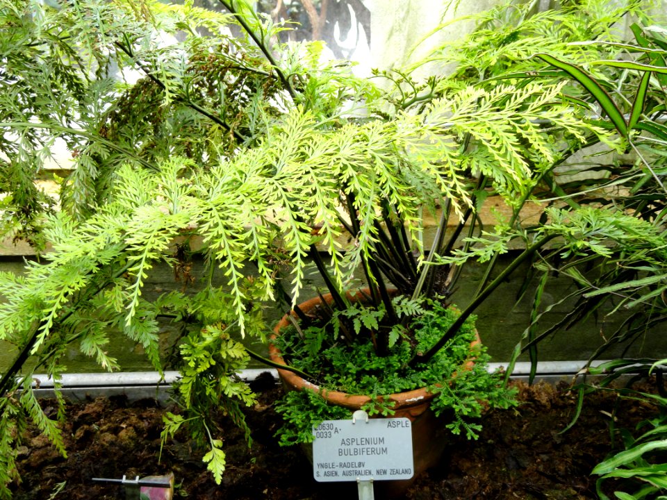 Asplenium bulbiferum - Copenhagen Botanical Garden - DSC07997