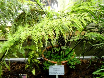 Asplenium bulbiferum - Copenhagen Botanical Garden - DSC07997
