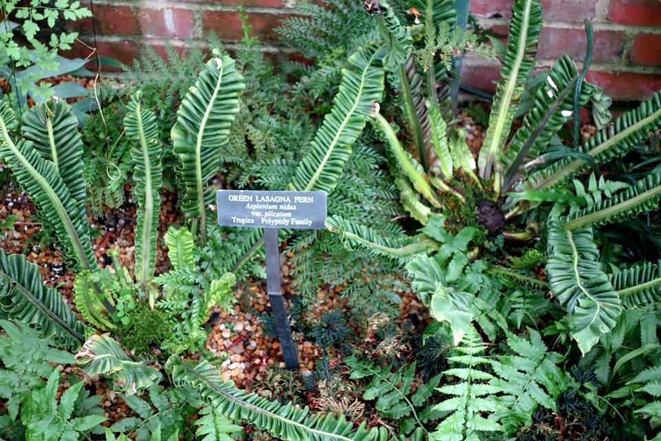 Asplenium nidus var. plicatum - Longwood Gardens - DSC01169