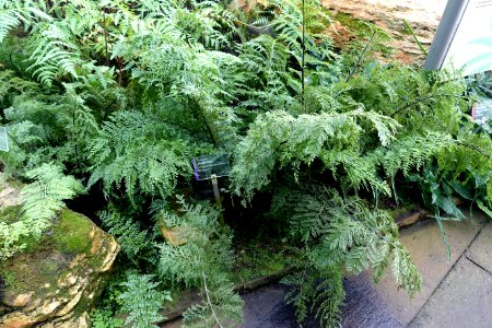 Asplenium dimorphum - Wilhelma Zoo - Stuttgart, Germany - DSC02008