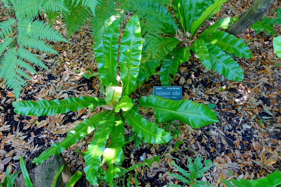 Asplenium nidus - Marie Selby Botanical Gardens - Sarasota, Florida - DSC01814