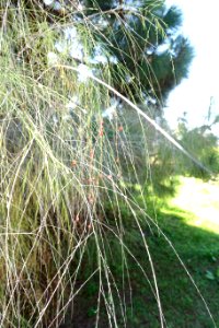 Asparagus plocamoides - Jardín Botánico de Barcelona - Barcelona, Spain - DSC09109