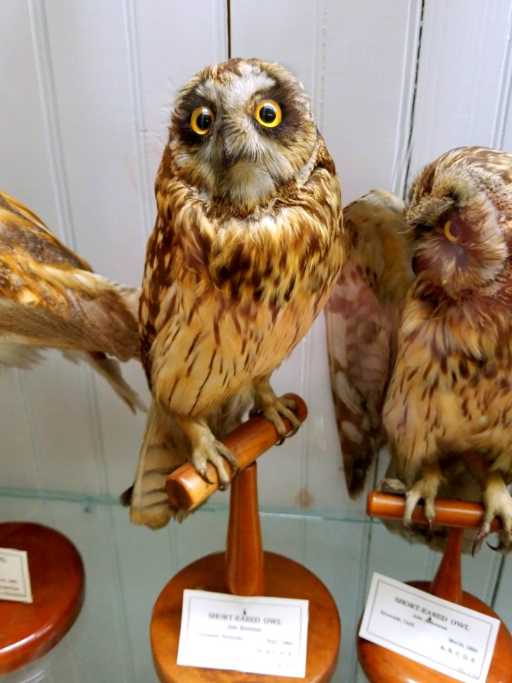 Asio flammeus - Pember Library and Museum - Granville, New York - 20180224 142538