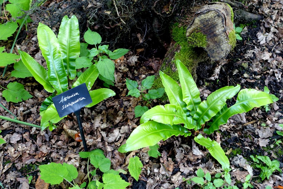 Asplenium scolopendrium - RHS Garden Harlow Carr - North Yorkshire, England - DSC01368