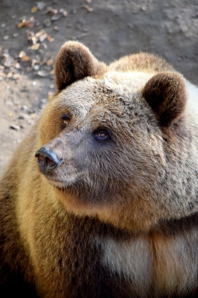 Animal world wildlife park bear enclosure