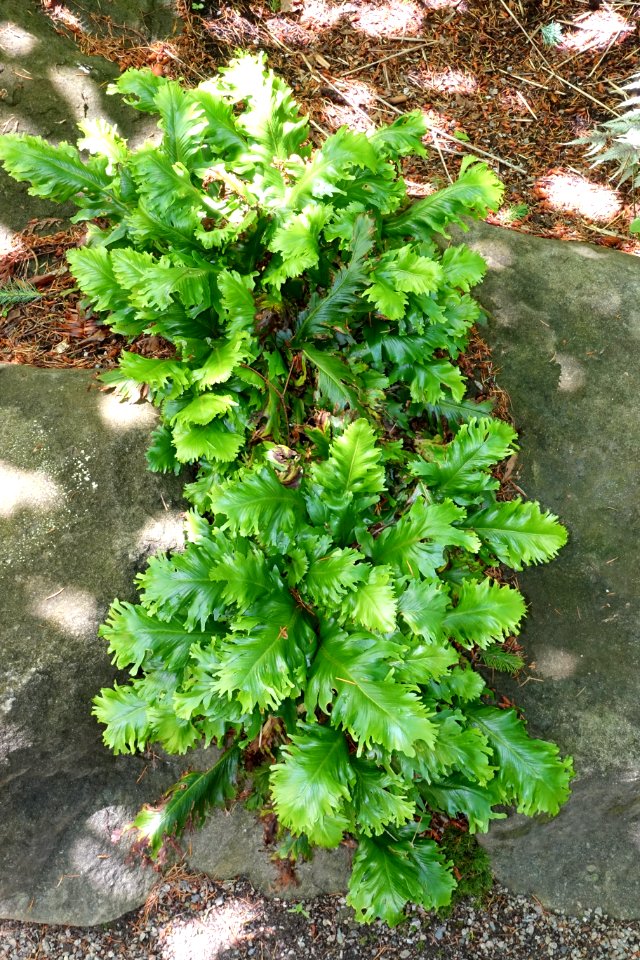 Asplenium scolopendrium 'Kaye's Lacerated' - VanDusen Botanical Garden - Vancouver, BC - DSC07109
