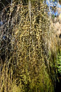 Asparagus plocamoides - Jardín Botánico de Barcelona - Barcelona, Spain - DSC09140