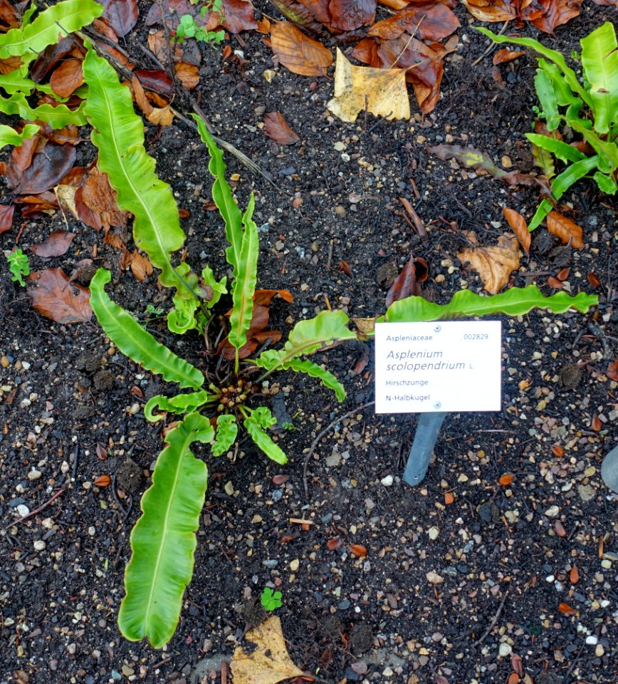 Asplenium scolopendrium - Botanischer Garten - Heidelberg, Germany - DSC00824