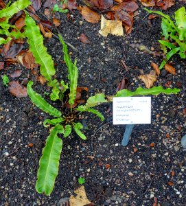 Asplenium scolopendrium - Botanischer Garten - Heidelberg, Germany - DSC00824