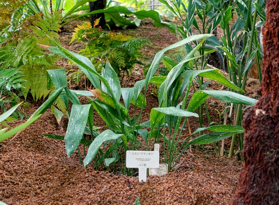Aspidistra elatior cv. Amanogawa - Shinjuku Gyo-en Greenhouse - Tokyo, Japan - DSC05796