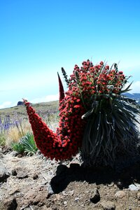 Teide national park red flowering tajinaste echium