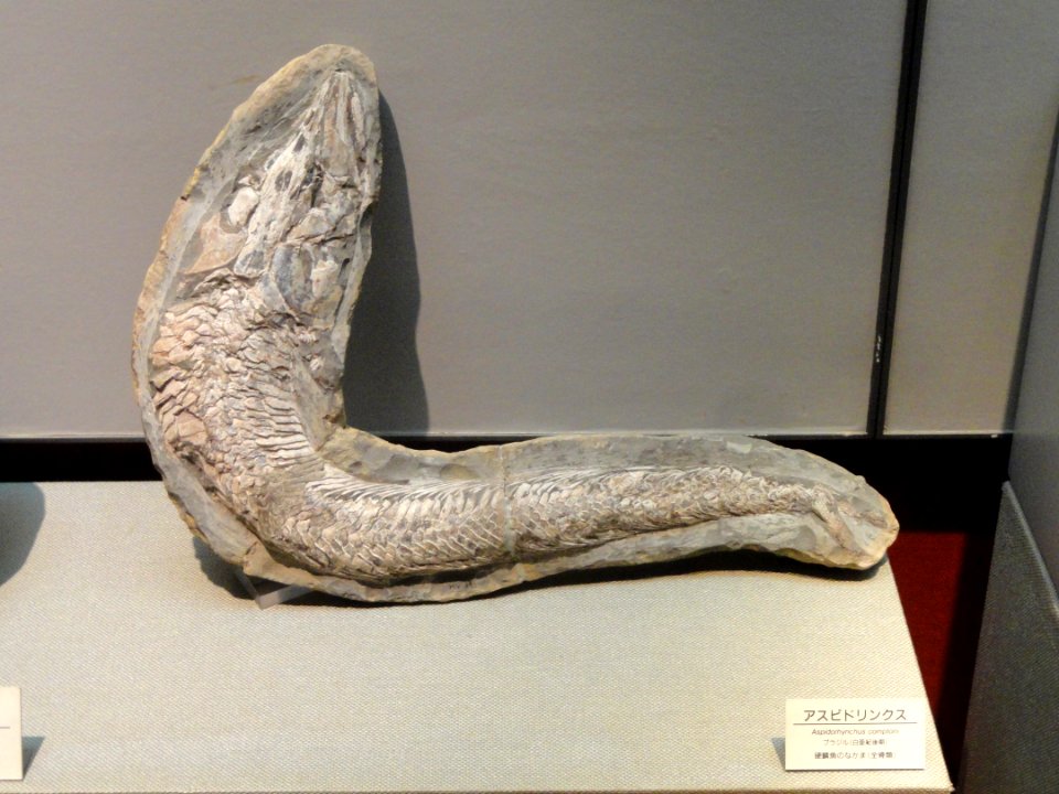 Aspidorhynchus comptoni - Osaka Museum of Natural History - DSC07807