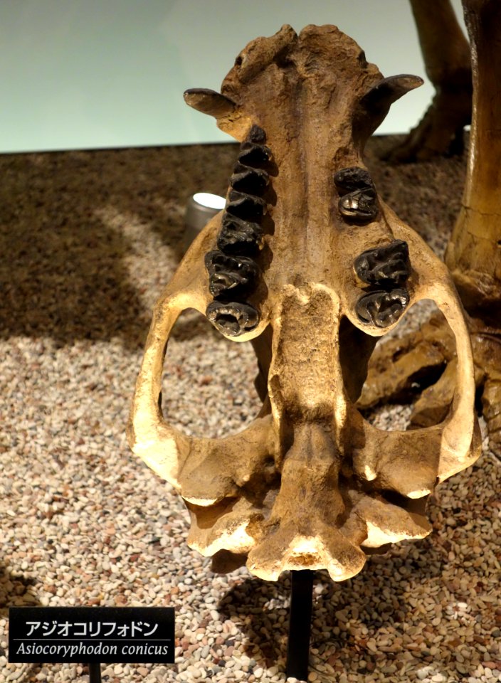 Asiocoryphodon conicus - National Museum of Nature and Science, Tokyo - DSC07778