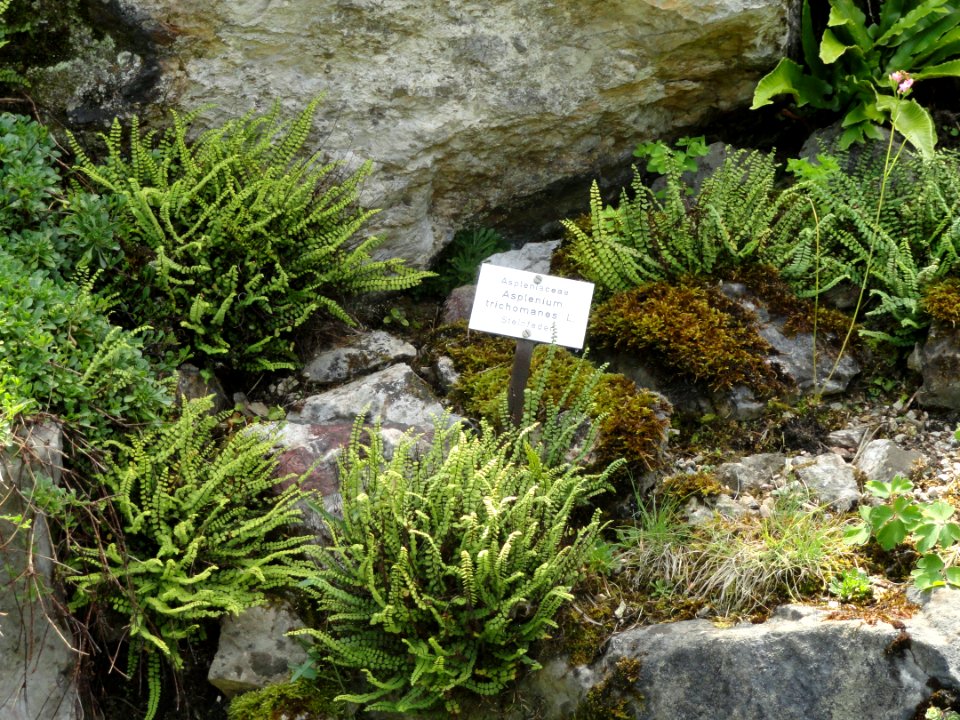 Asplenium trichomanes - Botanischer Garten, Frankfurt am Main - DSC02655