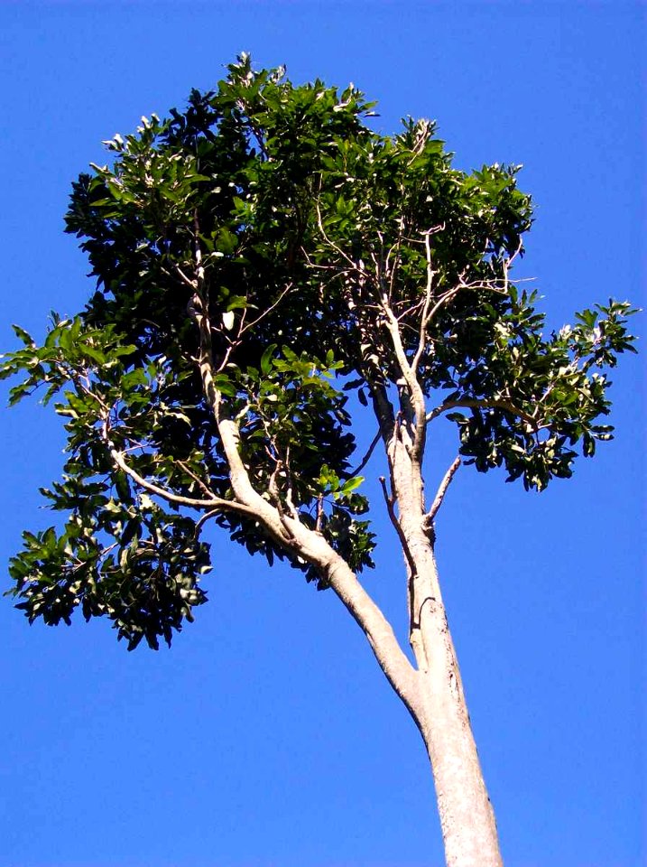 Atalaya multiflora blue sky
