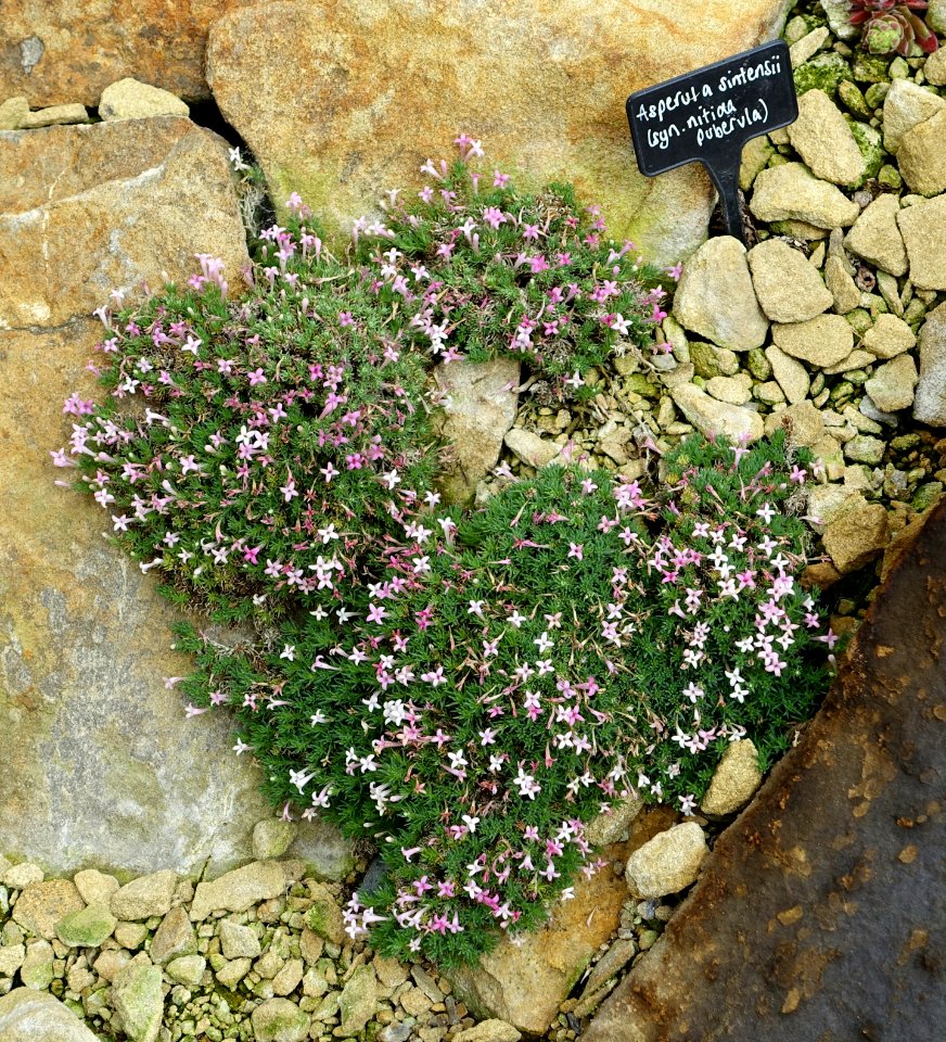 Asperula sintenisii - RHS Garden Harlow Carr - North Yorkshire, England - DSC01456