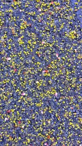 Asphalt in spring - Arlington, MA