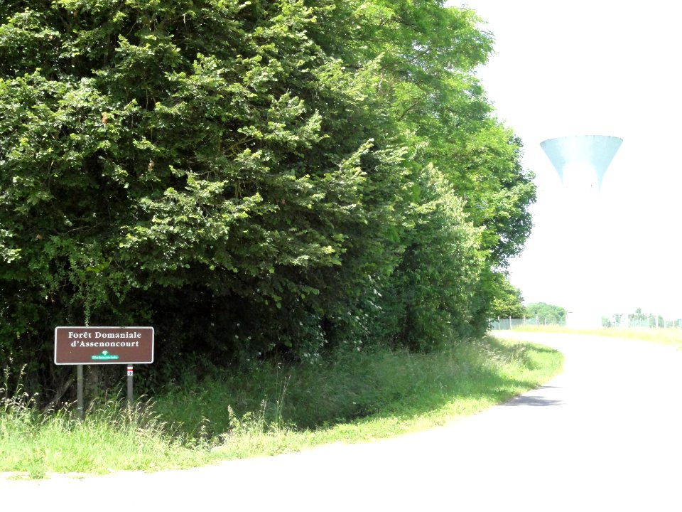 Assenoncourt (Moselle) forêt domaniale d'Assenoncourt
